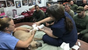 VCA-HAH-l-Best-Hollywood-Vet-l-Police-K9-Officer-First-Aid-training-2017-1-300x225