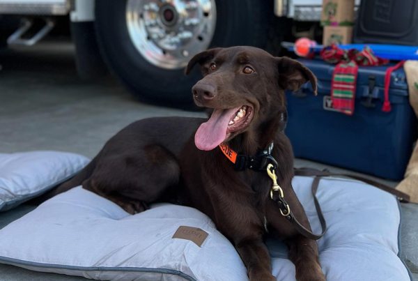 Search and Rescue Dog at the Hermosa Beach Fire Station