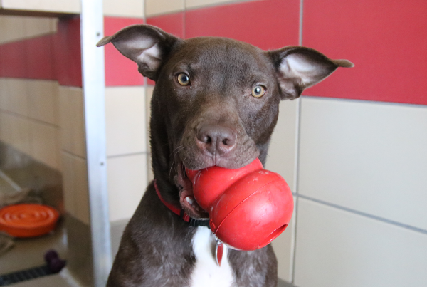 Dog with red Kong toy in its mouth