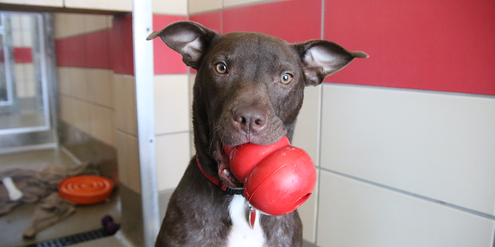Dog with red Kong toy in its mouth